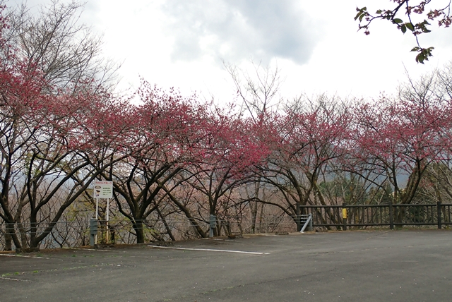 桜山公園