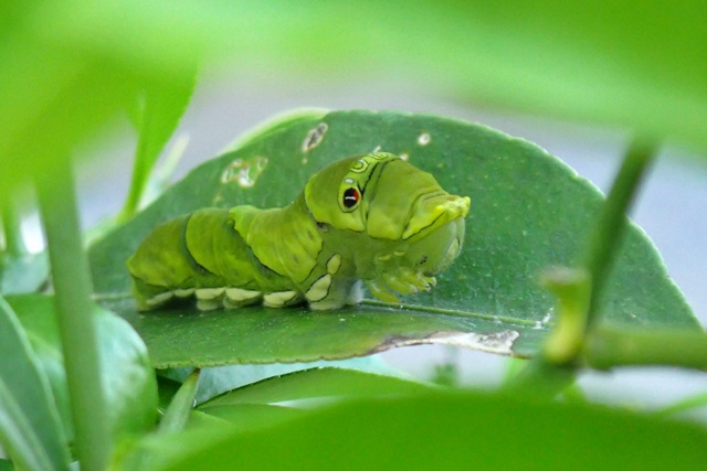 アゲハ蝶の幼虫