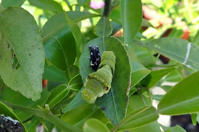 アゲハ蝶の幼虫