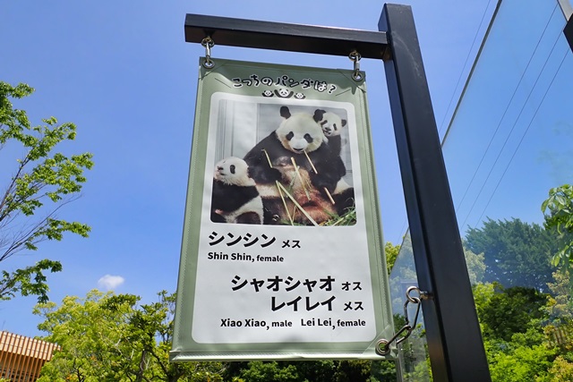 上野動物園 パンダ母子観覧