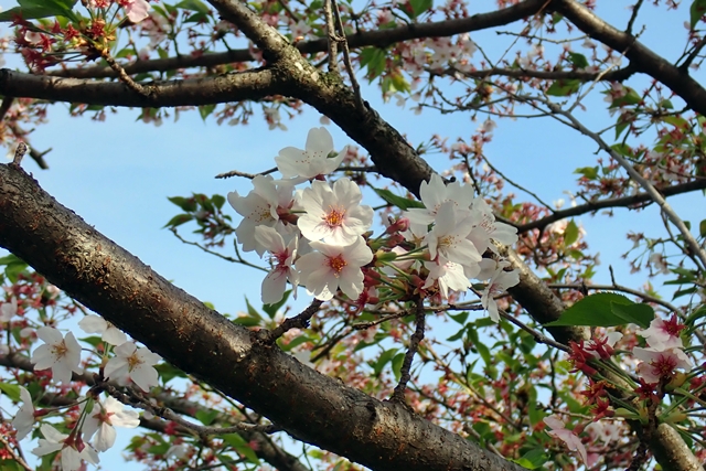 不忍池の桜並木