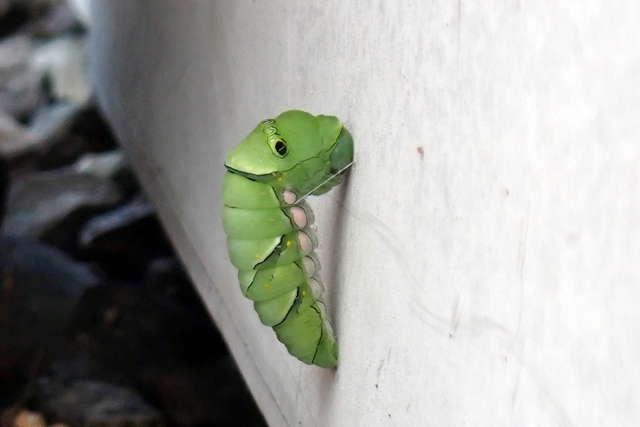 アゲハ蝶の前蛹