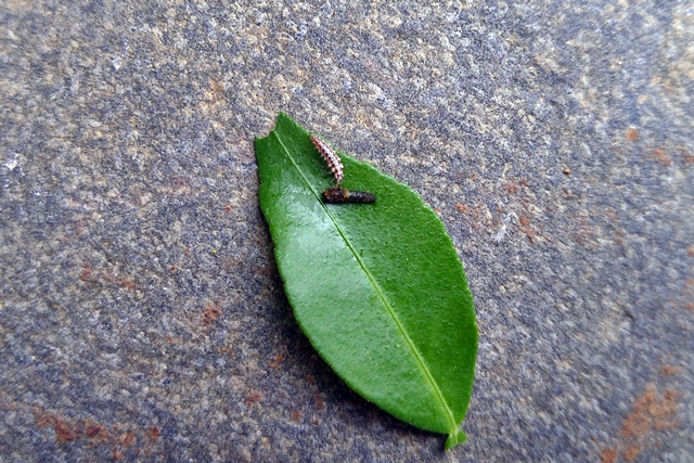 アゲハの幼虫を食べる虫