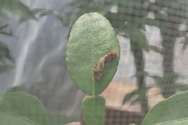 アゲハチョウの幼虫