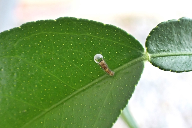 アゲハチョウの幼虫