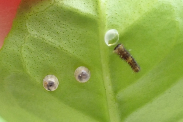 アゲハチョウの幼虫