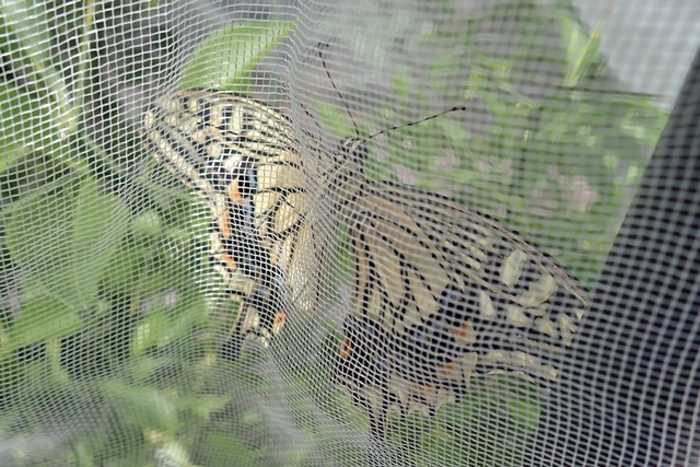 アゲハチョウ