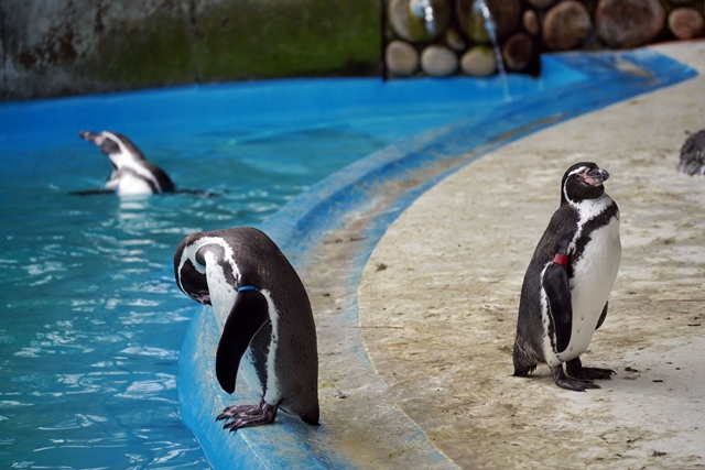 桐生が岡動物園