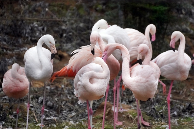 桐生が岡動物園