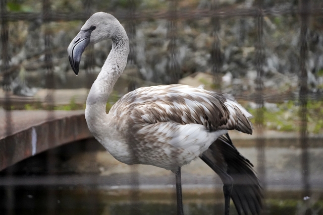 桐生が岡動物園