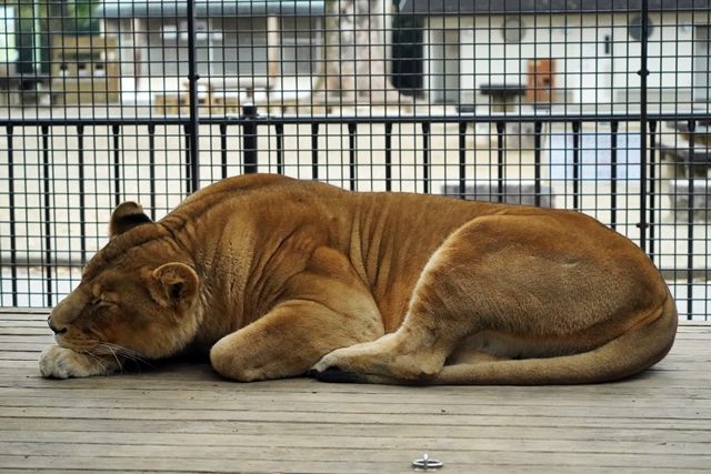 桐生が岡動物園