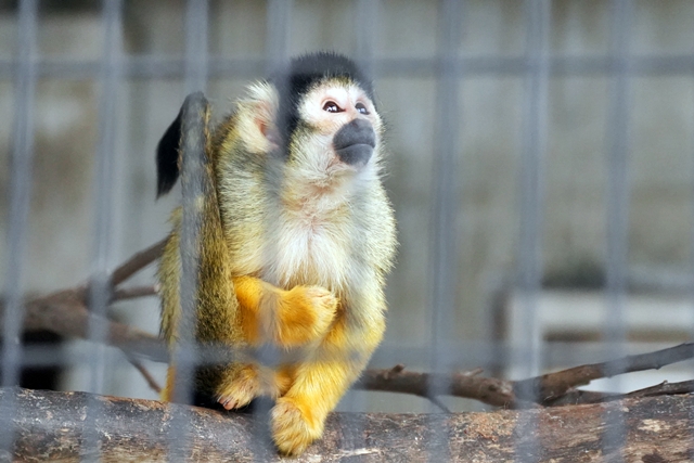 桐生が岡動物園