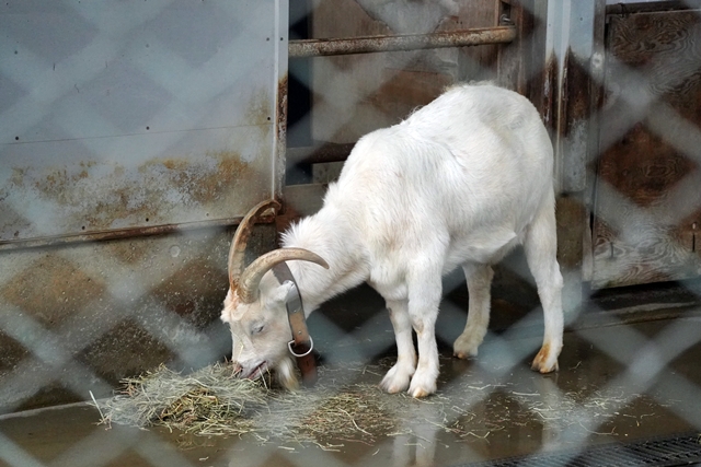 桐生が岡動物園