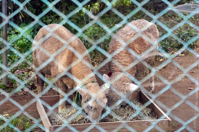 桐生が岡動物園