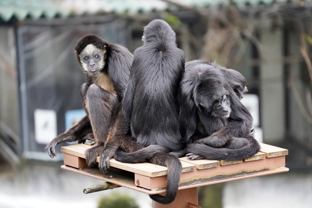 桐生が岡動物園