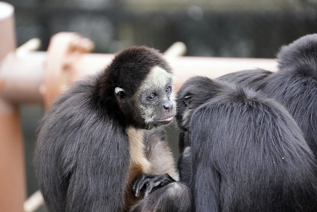 桐生が岡動物園