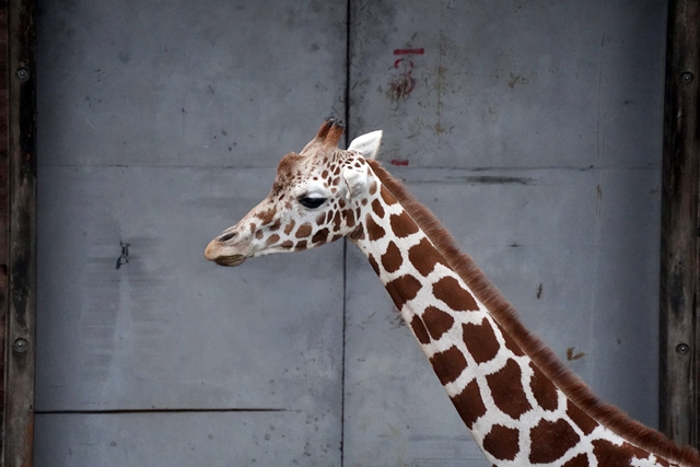 桐生が岡動物園