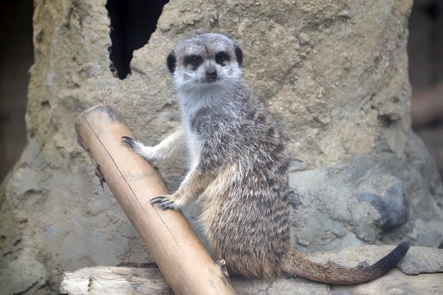 桐生が岡動物園