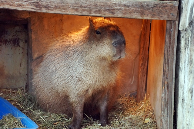 桐生が岡動物園