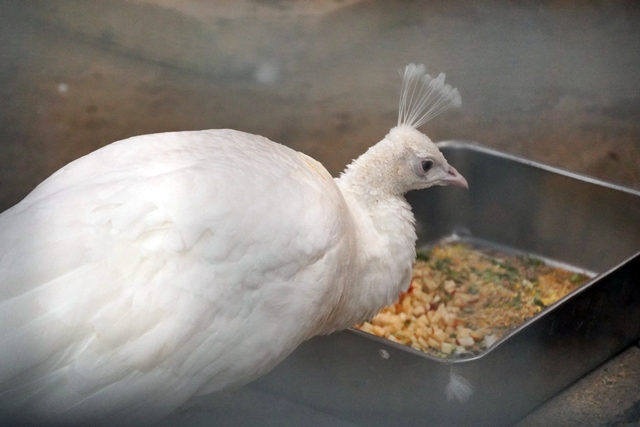 桐生が岡動物園