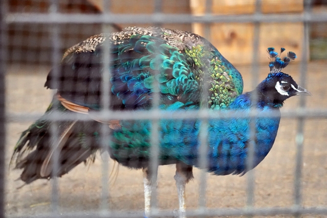 桐生が岡動物園