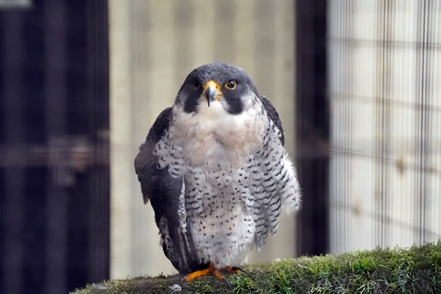 桐生が岡動物園