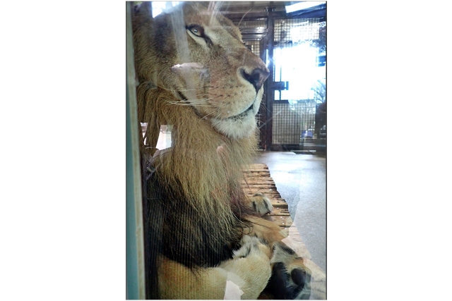 桐生が岡動物園