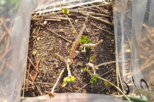 冬の間は防風対策をして芽を守り、3月22日、待ちに待った新芽が膨らんできました。
