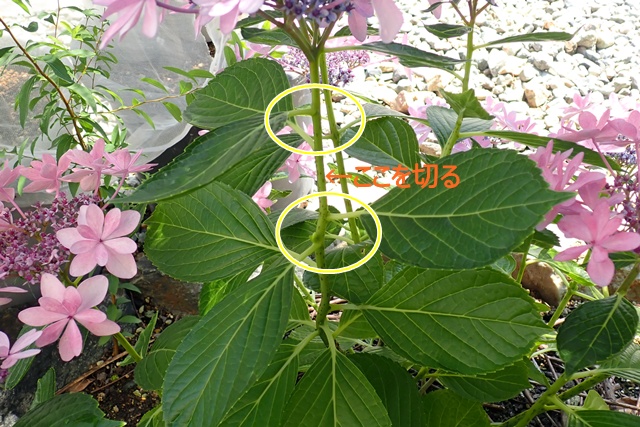 2025/06/29 花の下を見ると茎から芽が出てきています。来年花を咲かせる大切な芽です。花の下から二つ目(二つ目に芽がなかったら三つ目)の上で切ります。