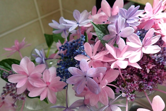 あじさいは切り花として優秀なんですね。暑さに負けずに咲き続けています。