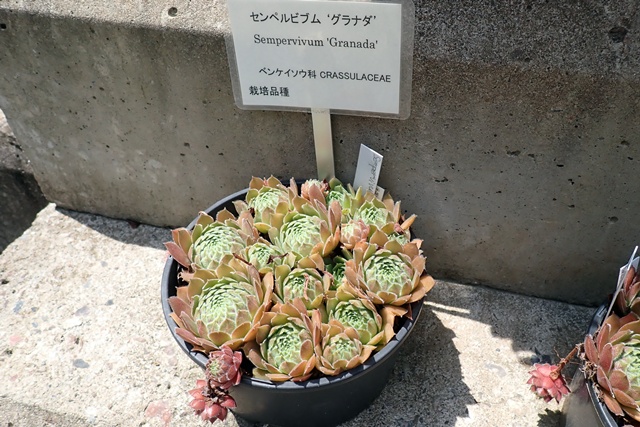サバンナ温室