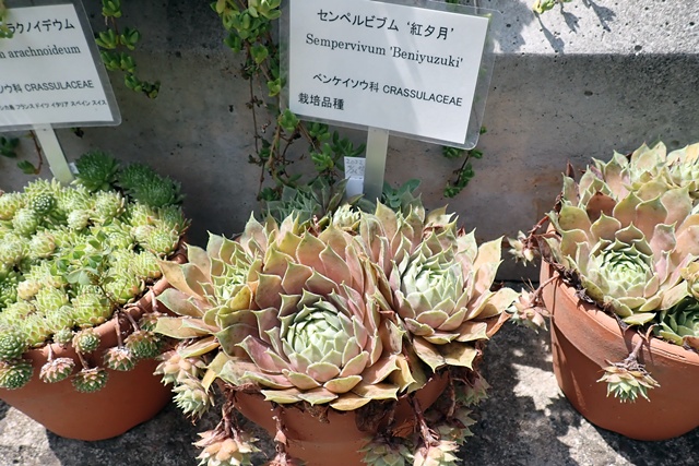 サバンナ温室