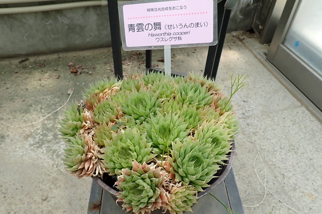 サバンナ温室