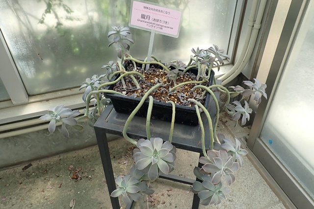 サバンナ温室