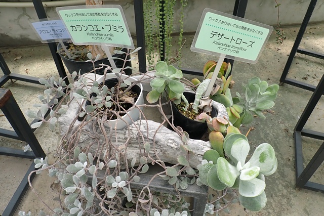 サバンナ温室