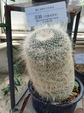 サバンナ温室