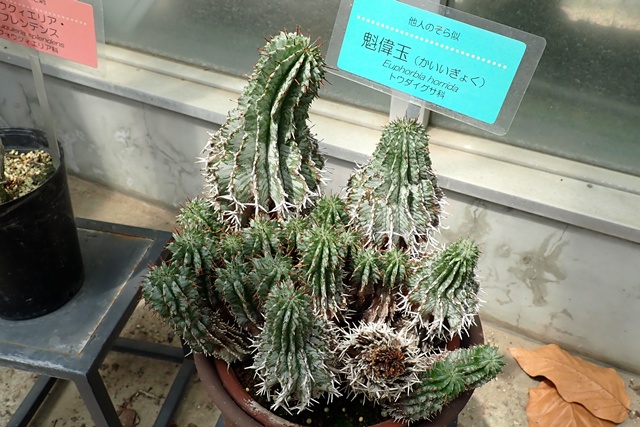サバンナ温室