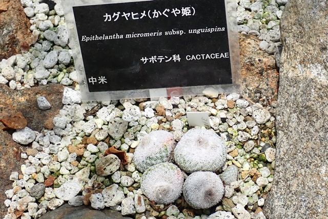 サバンナ温室