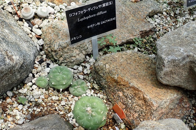 サバンナ温室