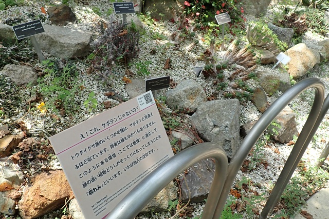 サバンナ温室 サボテンに似ているけどサボテンじゃない植物