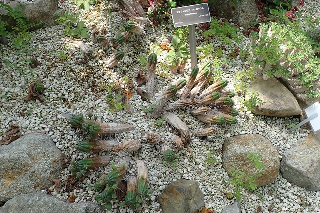 サバンナ温室 サボテンに似ているけどサボテンじゃない植物