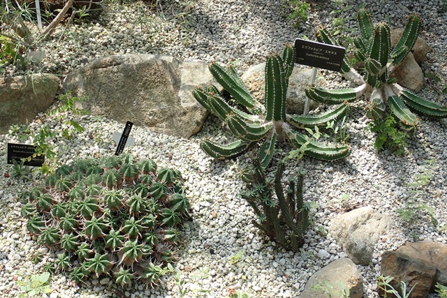 サバンナ温室 サボテンに似ているけどサボテンじゃない植物