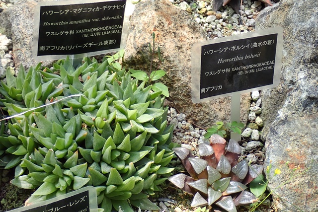 サバンナ温室