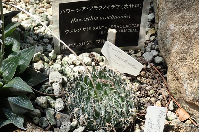 サバンナ温室