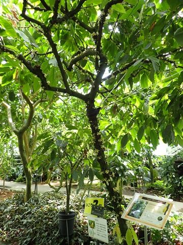 熱帯資源植物温室 カカオ