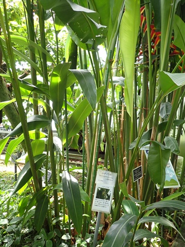 熱帯資源植物温室 ハナソウカ