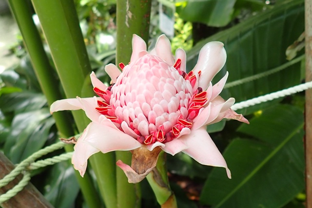 熱帯資源植物温室 トーチジンジャーの花