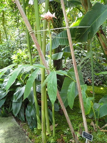 熱帯資源植物温室 トーチジンジャー