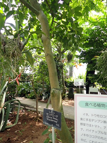 熱帯資源植物温室 レモン・ポンテローザ