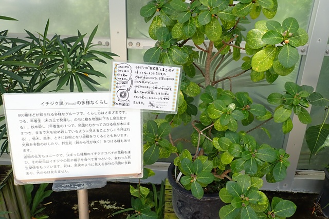 熱帯雨林温室